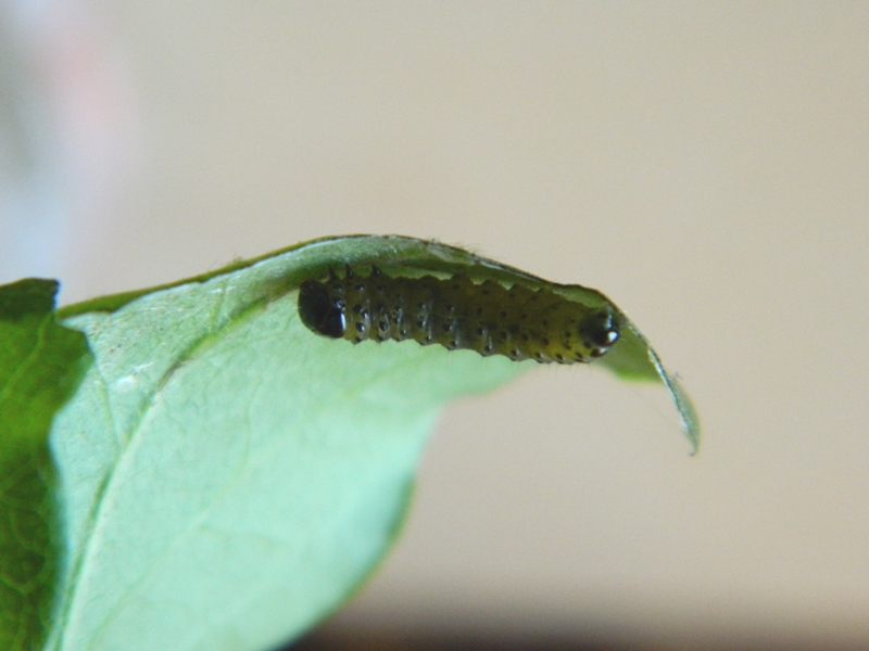 Bruco di Thyris fenestrella e domanda